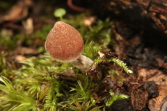 Cortinarius flexipes