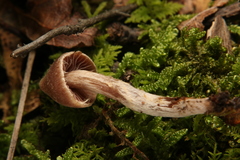 Cortinarius flexipes