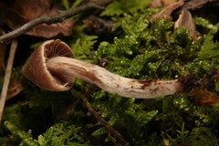 Cortinarius flexipes