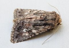 Ulolonche orbiculata