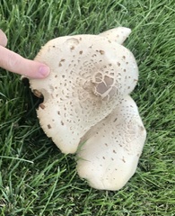 Chlorophyllum