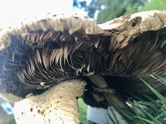 Chlorophyllum