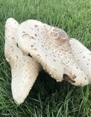 Chlorophyllum