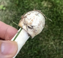 Chlorophyllum