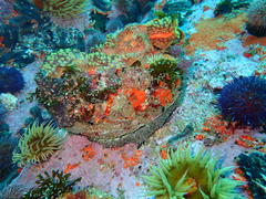 Haliotis midae