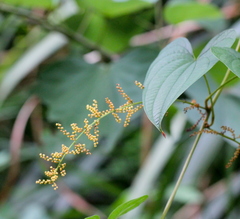 Dioscorea hamiltonii