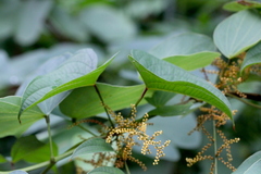 Dioscorea hamiltonii