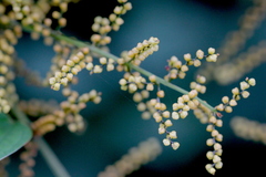 Dioscorea hamiltonii