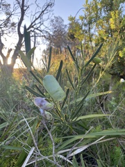 Acacia suaveolens