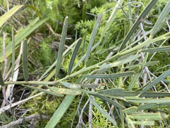 Acacia suaveolens
