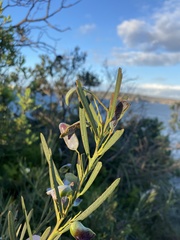 Acacia suaveolens