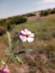 Melampodium cinereum