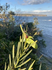 Acacia suaveolens