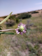 Melampodium cinereum