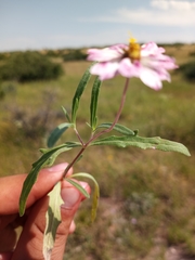 Melampodium cinereum