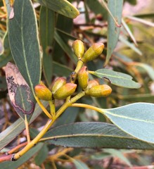 Eucalyptus phenax