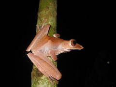 Polypedates colletti