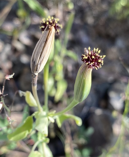 Porophyllum ruderale