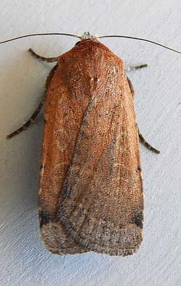 Abagrotis alampeta