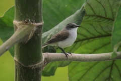 Serpophaga hypoleuca