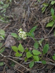 Valeriana occidentalis