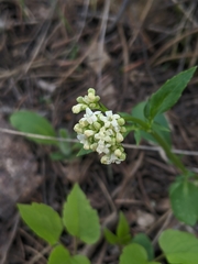Valeriana occidentalis