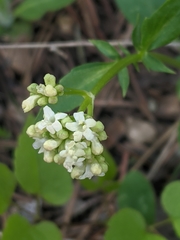 Valeriana occidentalis