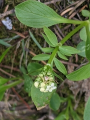 Valeriana occidentalis