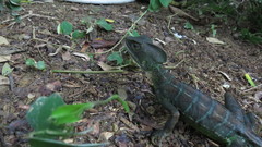 Basiliscus galeritus