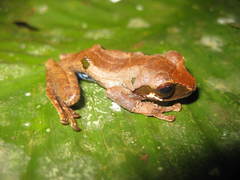 Leptomantis cyanopunctatus