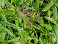 Xanthocampsomeris limosa