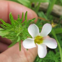 Oxalis tenuifolia