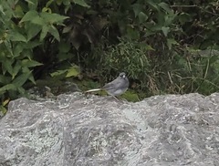 Junco hyemalis carolinensis