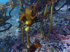 Laminaria pallida