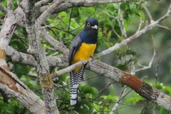 Trogon violaceus