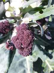Brassica oleracea italica