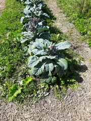 Brassica oleracea italica