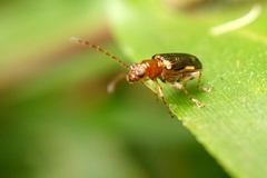 Coleoptera