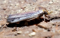 Tampa dimediatella