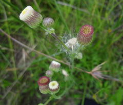Erigeron primulifolius