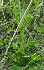 Erigeron primulifolius