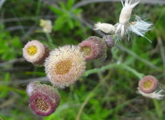 Erigeron primulifolius