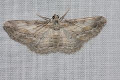 Pachyplocia griseata