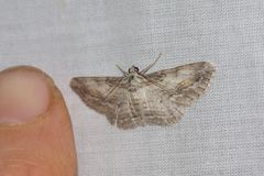 Pachyplocia griseata
