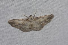 Pachyplocia griseata