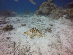 Protoreaster nodosus