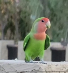 Agapornis roseicollis