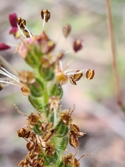 Plantago varia varia
