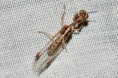 Austromantispa imbecilla