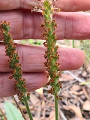 Plantago varia varia